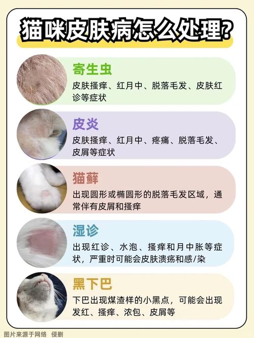猫咪种马尾皮炎的治疗方法