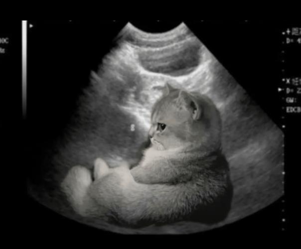 我想问问我家的猫已经过了生产期,为什么还是不生,会不会死在肚子里面...