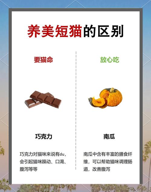 猫可以吃圣女果吗