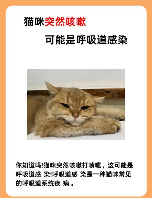 猫咪偶尔会打喷嚏正常吗