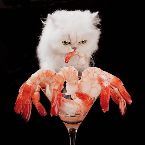 猫可以吃虾头吗