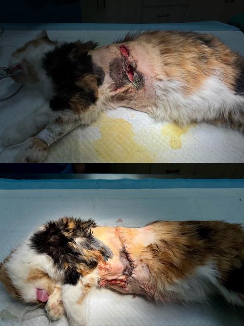 怎么判断猫咪子宫蓄脓