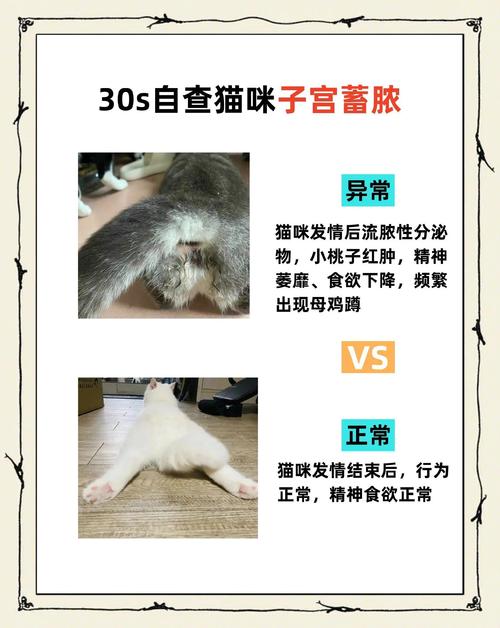 猫子宫蓄脓症状
