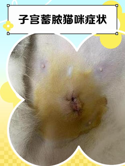 怎么判断猫咪是否子宫蓄脓