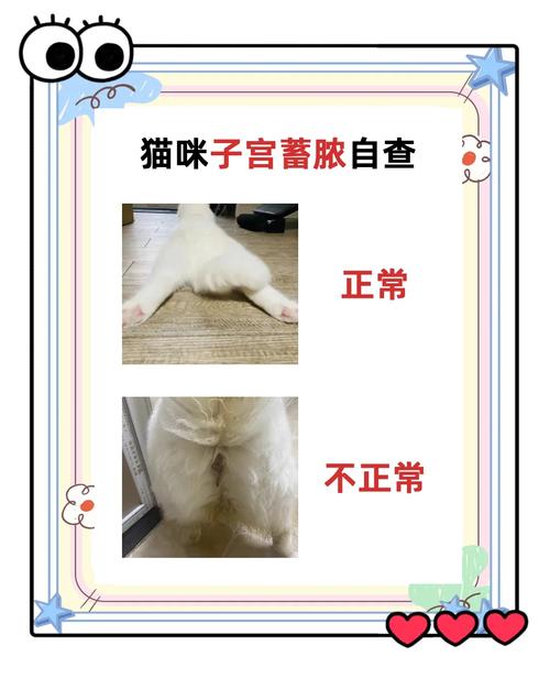 怎么判断猫咪子宫蓄脓?