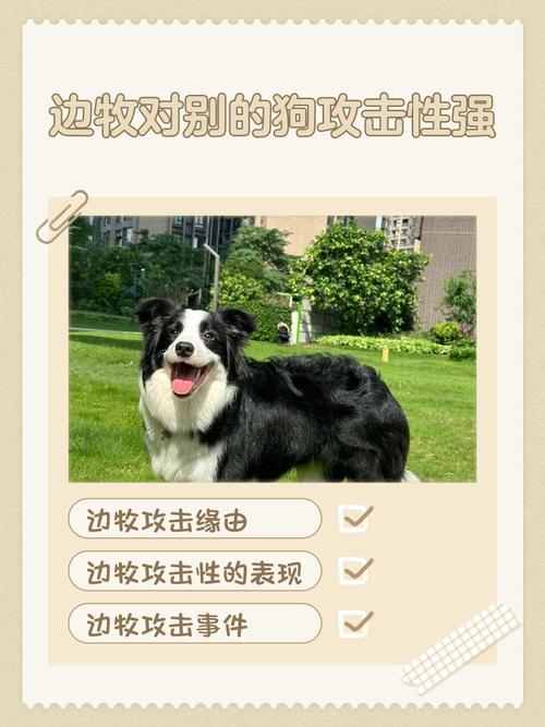 如何改善狗狗的攻击性强的问题