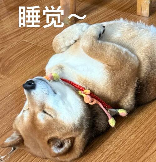 狗狗的脑子每天在想什么?