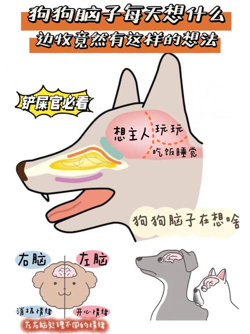 狗狗脑子里每天想的竟是这些……