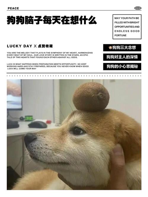 狗狗脑子每天在想什么研究表明