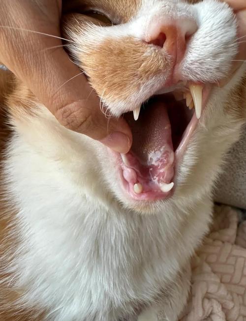 猫咪得口炎会死么