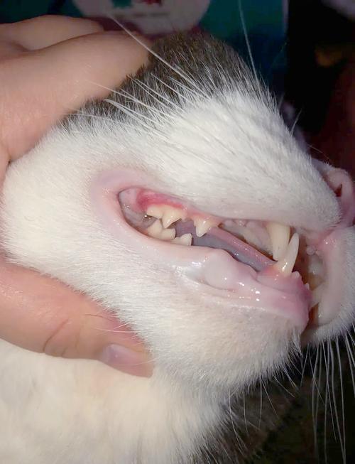 猫咪口炎的治疗方法