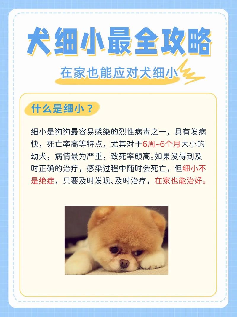 我的狗狗得了细小怎么办