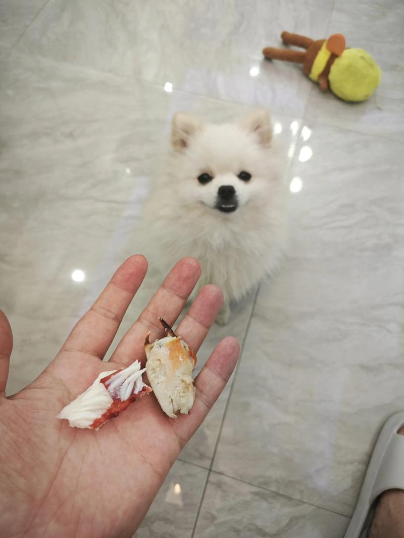 狗狗如果吃了螃蟹壳怎么办呢