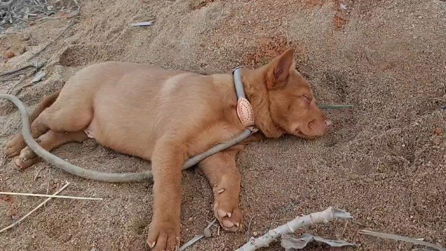 三个多月大的小土狗,貌似吃了螃蟹壳,口吐白沫,已经5天没进食了