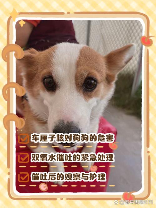 小狗狗吃了黑布林核怎么办