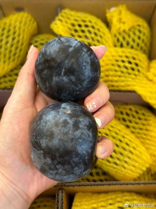 霍莉的新朋友全文翻译