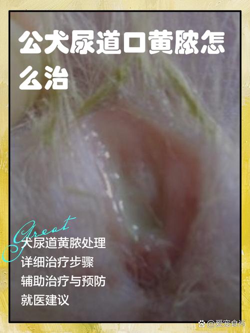 狗狗尿路感染有点流脓怎么办