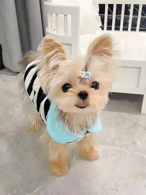 狗狗尿道口有脓性分泌物吃什么药