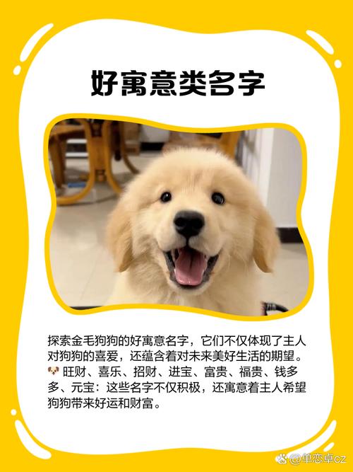 2024最吉利的狗名金毛