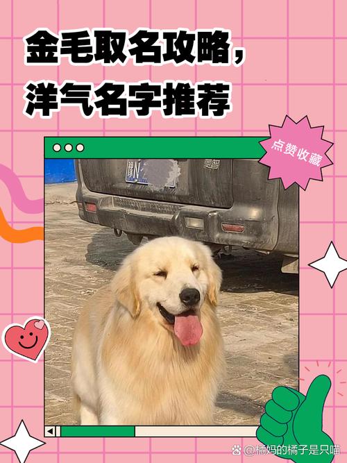 金毛小母狗起什么名字好呢
