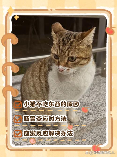 猫咪生病不吃东西怎么办