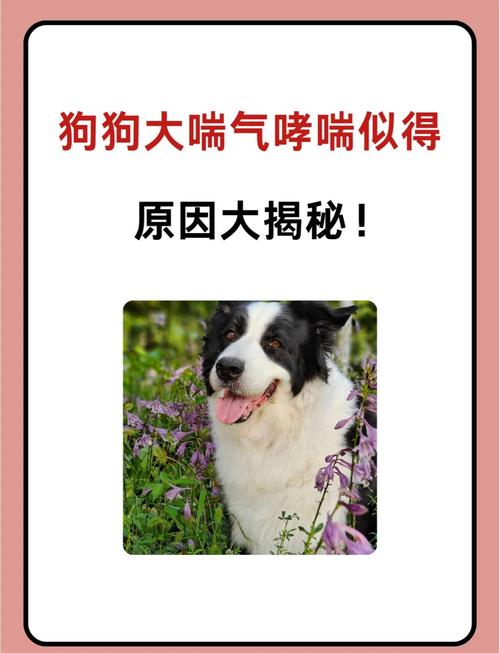 狗狗吃多了,然后晚上一直这样喘气?