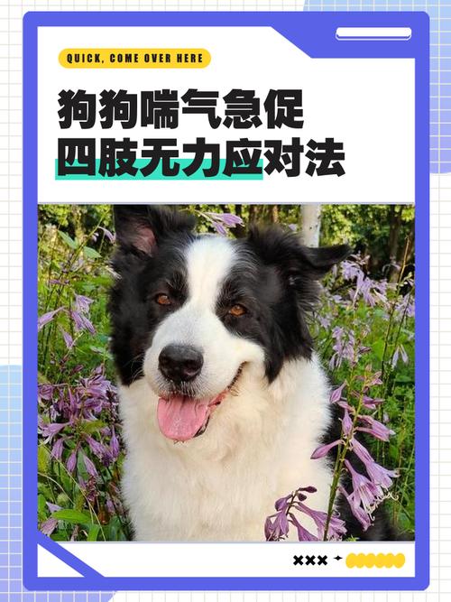 狗狗发烧呼吸急促怎么办