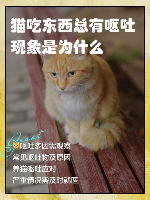 猫咪吃东西时一边吃一边发抖,是怎么了?