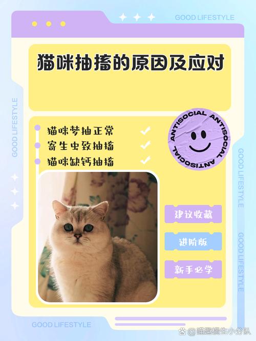 猫咪一直发抖是怎么了,猫咪一直发抖的原因