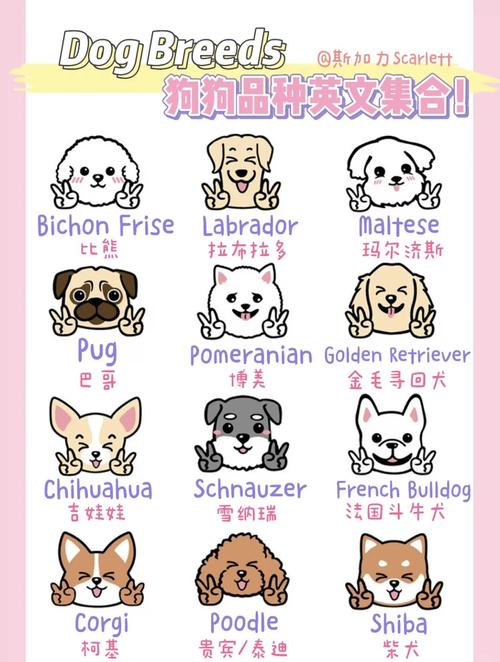 狗狗英文名