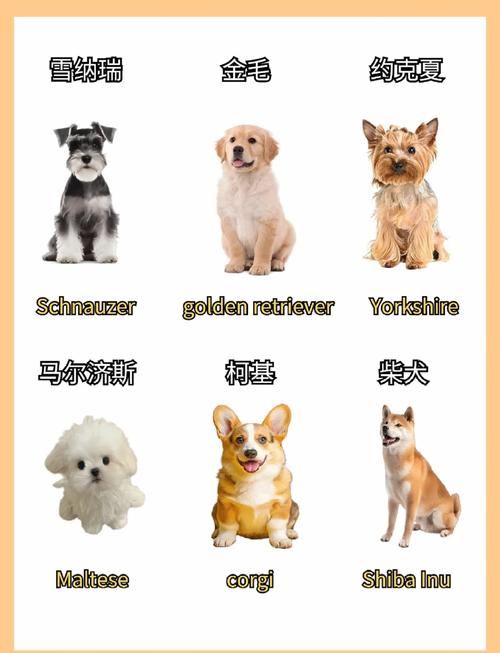 狗狗的英文名字有哪些?