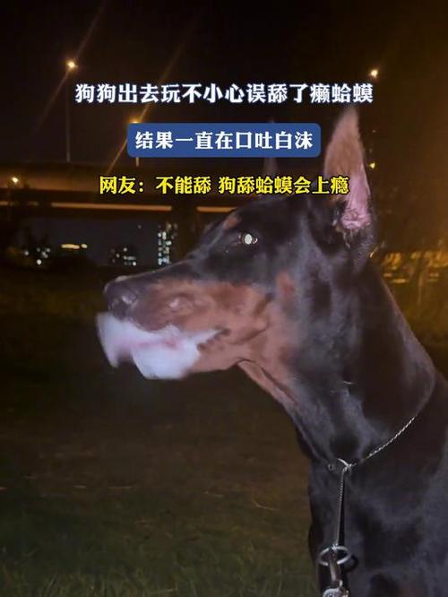 赖蛤蟆身上的毒对狗狗有害吗