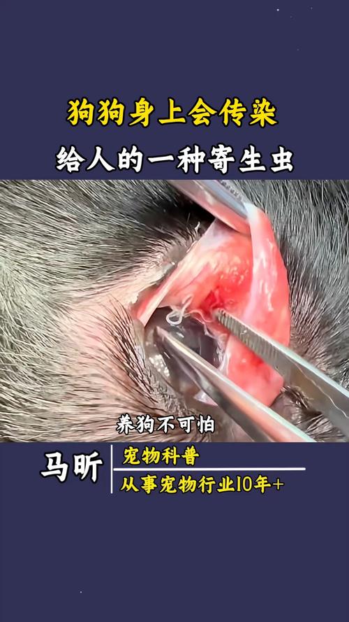 人会不会被狗狗传染绦虫之类的寄生虫?