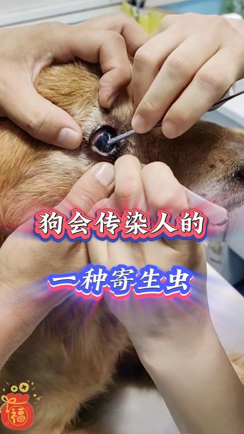 狗狗体内寄生虫会进入人身体里吗