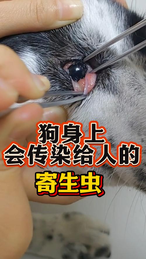 狗狗肛门爬出的白虫会传染吗?