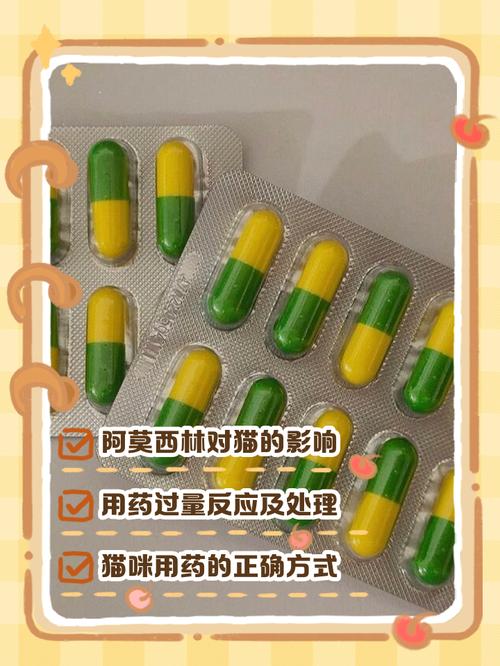 小猫能吃人的消炎药么?