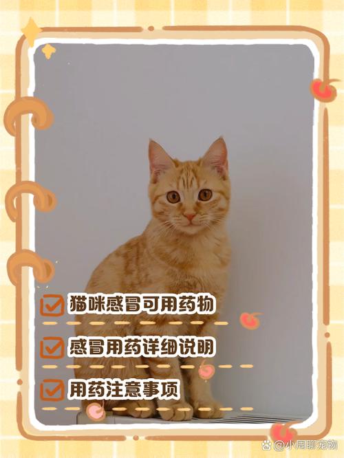 猫咪感冒了能吃人的感冒药么?