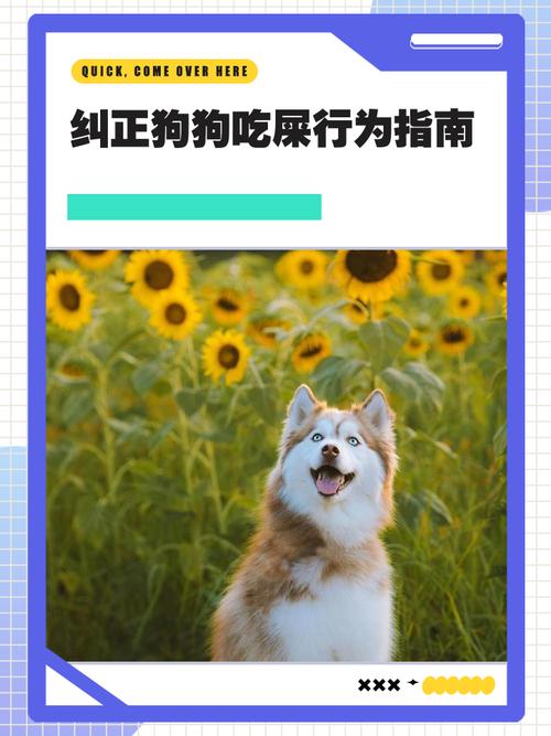 狗狗吃自己的便便怎么办