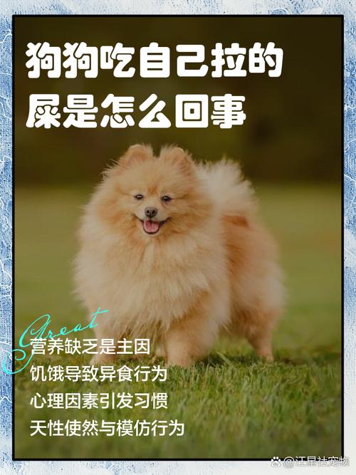 我家狗狗老吃自己的便便怎么办