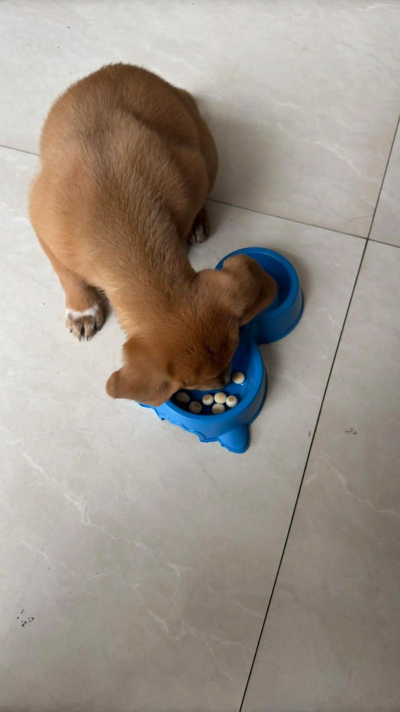 狗狗可不可以吃旺仔小馒头