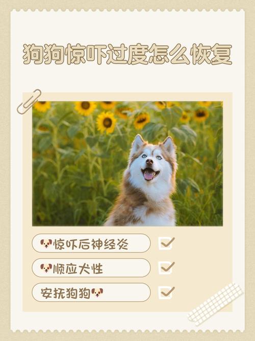 狗狗受到惊吓后怎么才能让它恢复?
