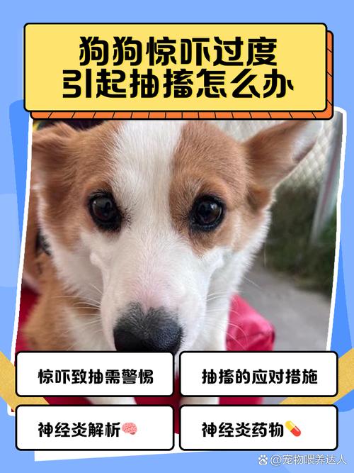 狗受了惊吓,不活泼了,怎么办?