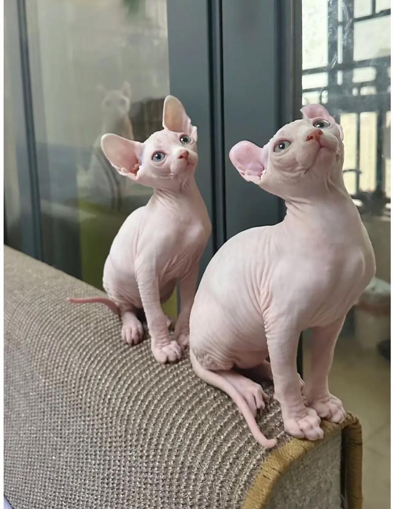 加拿大无毛猫为啥是世界上最聪明猫咪?