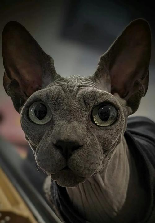 世界上最聪明的猫咪排名前十(世界上最聪明的猫咪种类)