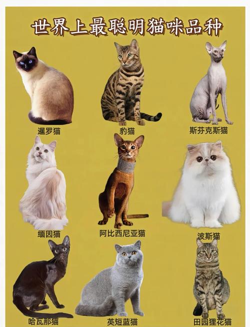 聪明的猫咪排名1一10