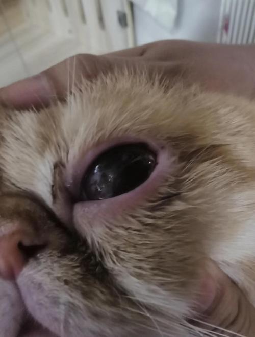 猫咪眼睛反复发炎是怎么回事