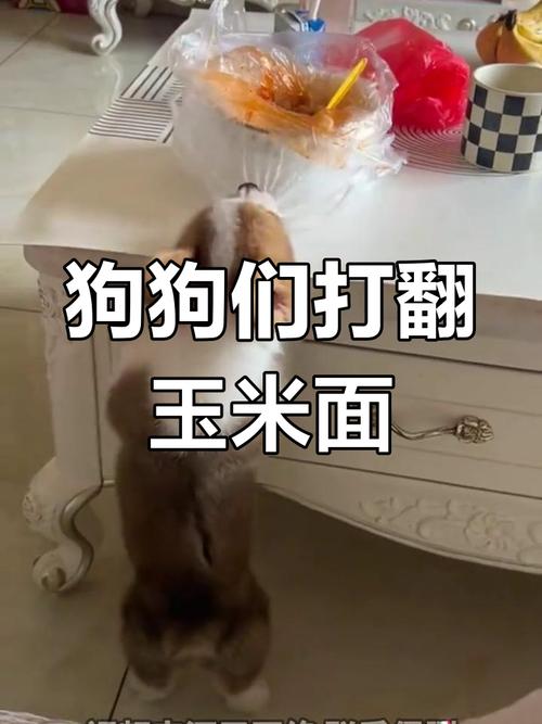 小狗吃玉米面会怎么样?