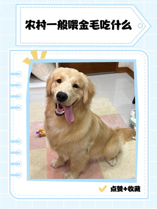 狗狗吃玉米面有什么好处?