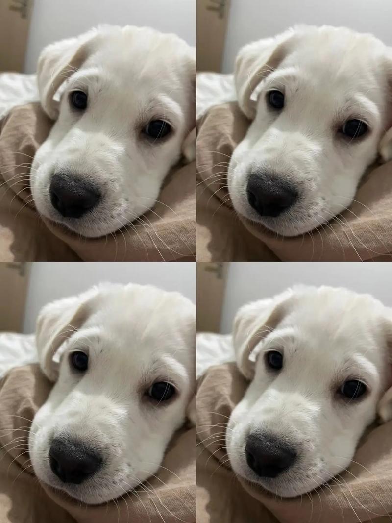 拉布拉多吃玉米面好吗