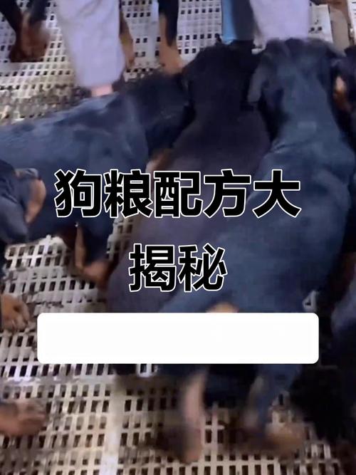 玉米面怎么样喂狗比较好?